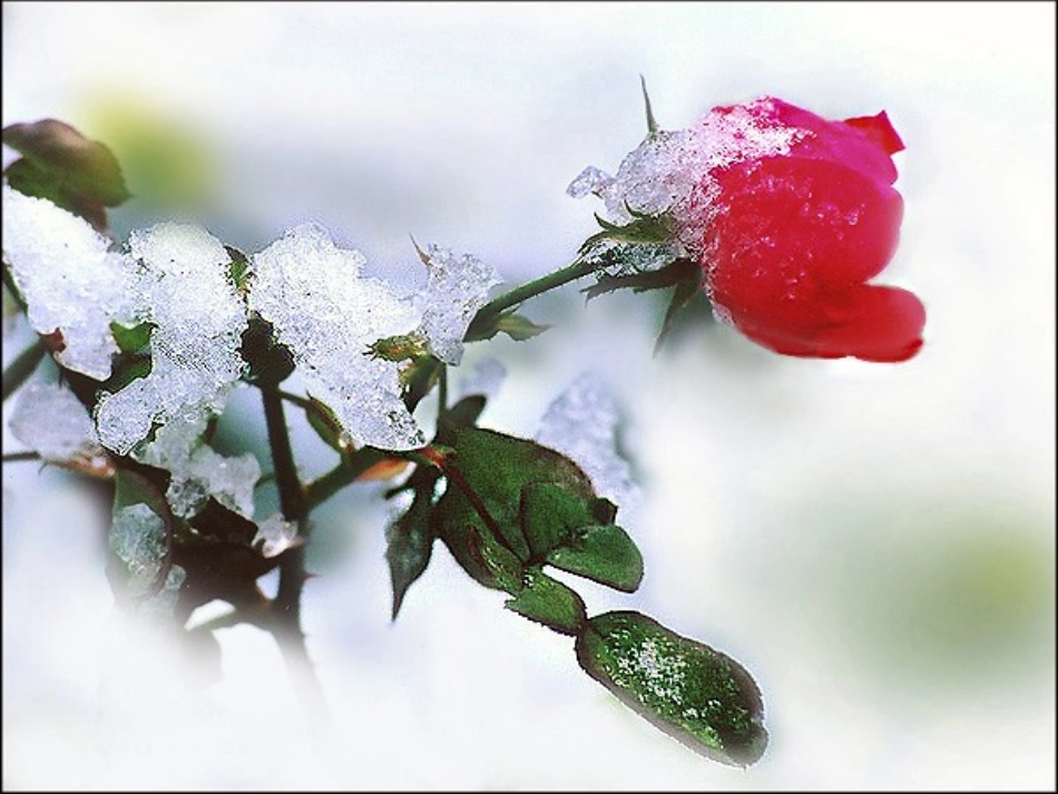 《雪》（王刚）_第3页