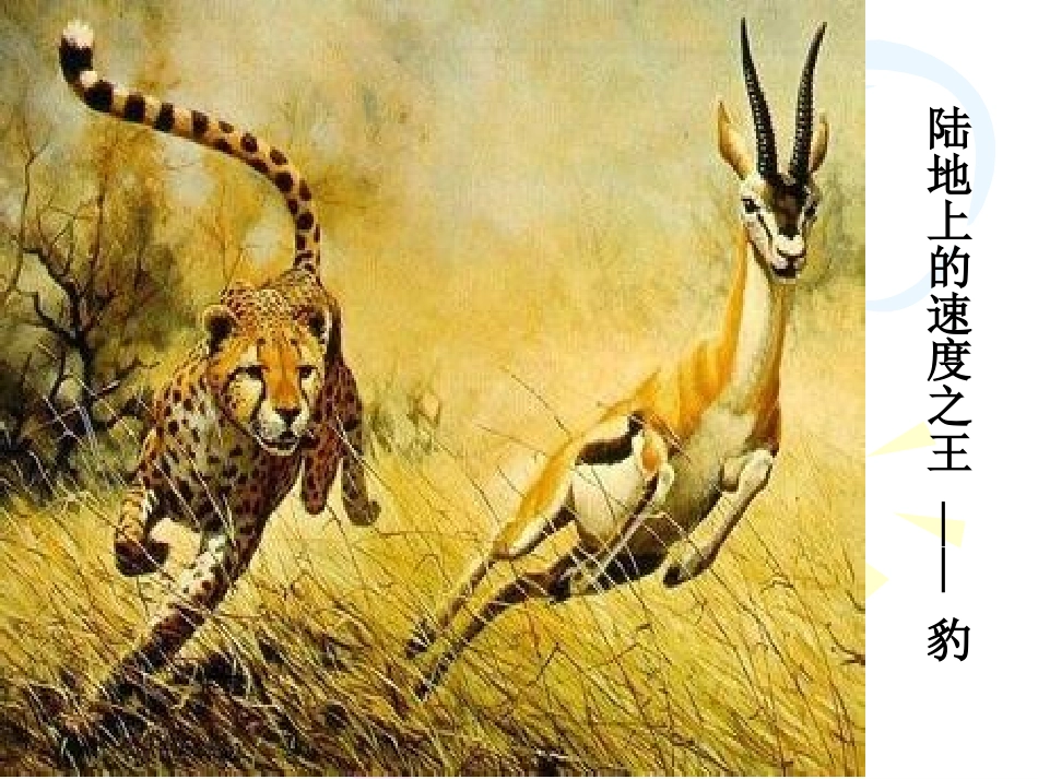 动物行为的主要类型_第1页