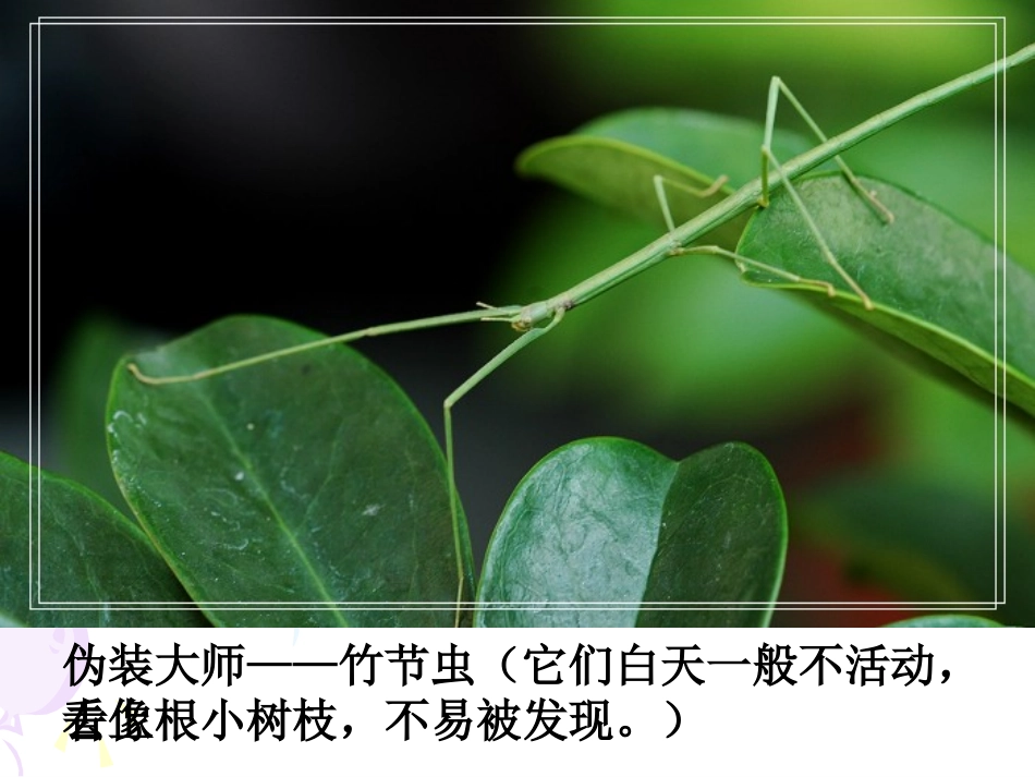 动物行为的主要类型_第2页