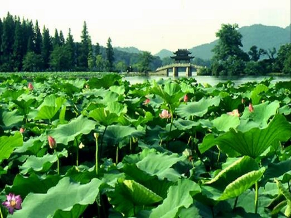 《大自然的语言》八上_第2页