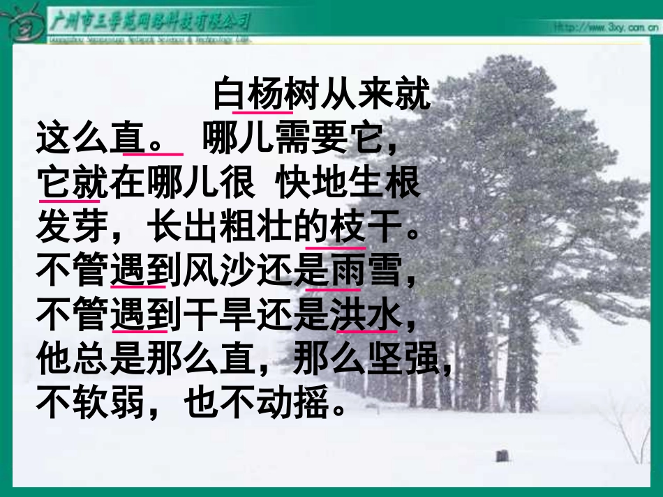 《白杨》PPT课件_第3页