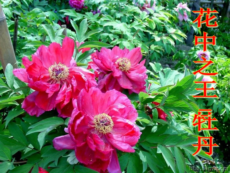 开花和结果 (2)_第3页