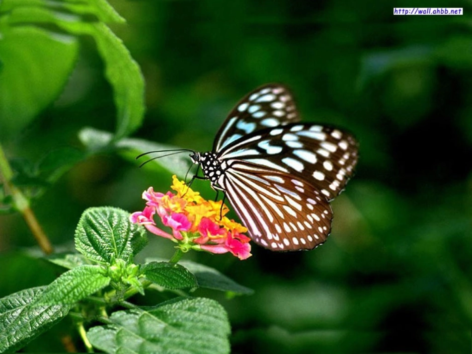 一年级下册识字三1_第2页