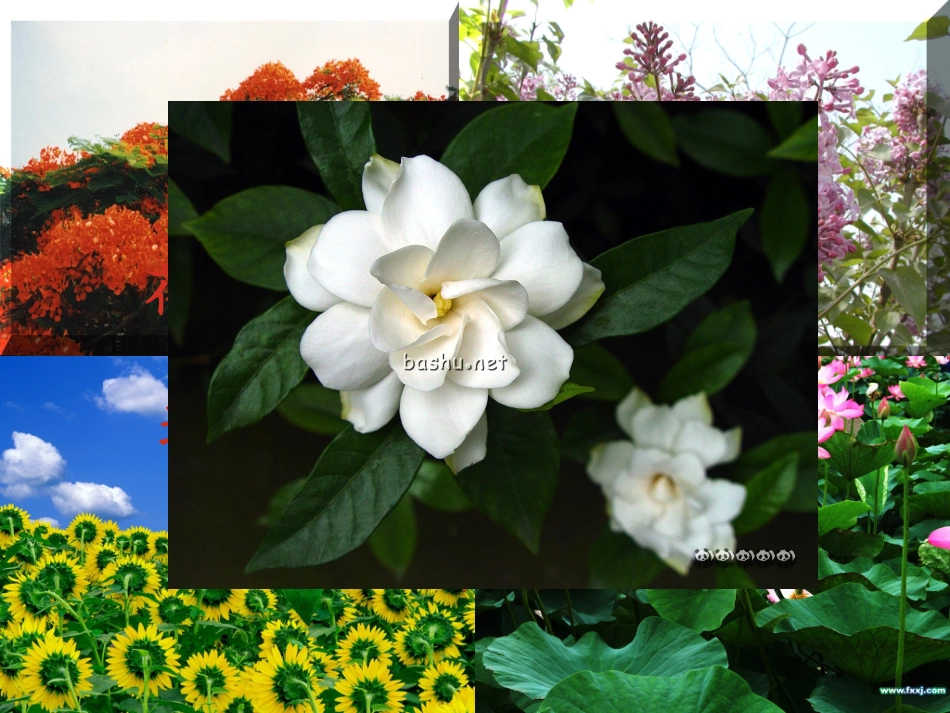 《鲜花和星星》课件_第1页