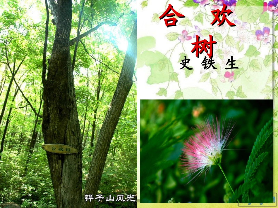 合欢树yuan_第1页