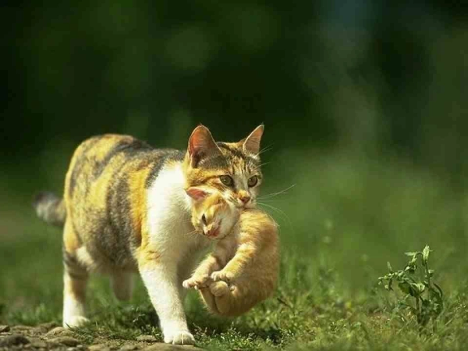 《我的母亲》课件_第3页