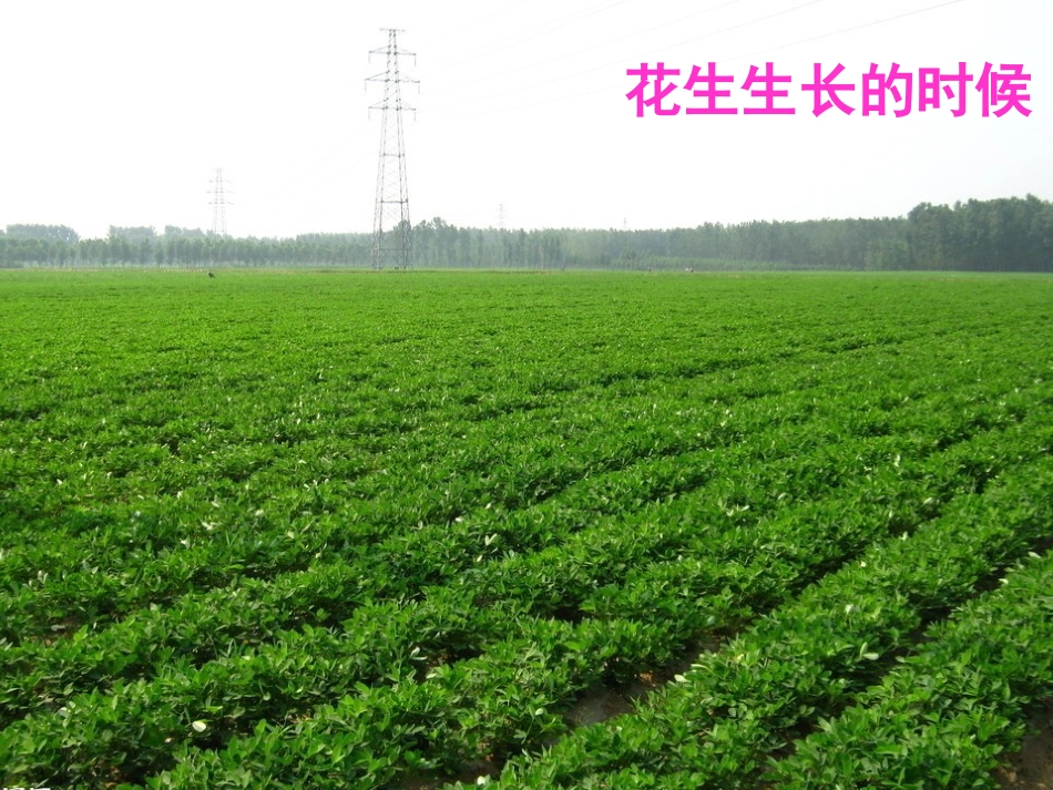 一年级数学《数花生》_第3页