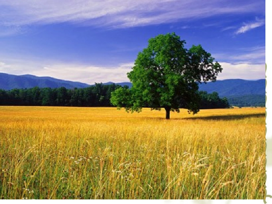 人教课标版高中地理选修6第四章　生态环境保护第2节《草原退化及其防治》参考课件（共33张PPT）_第2页