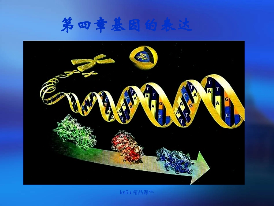 基因知道蛋白质合成上课_第2页