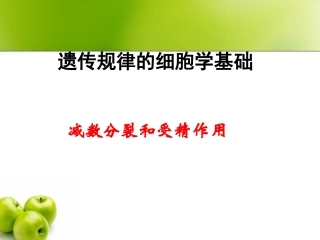 减数分裂复习课件