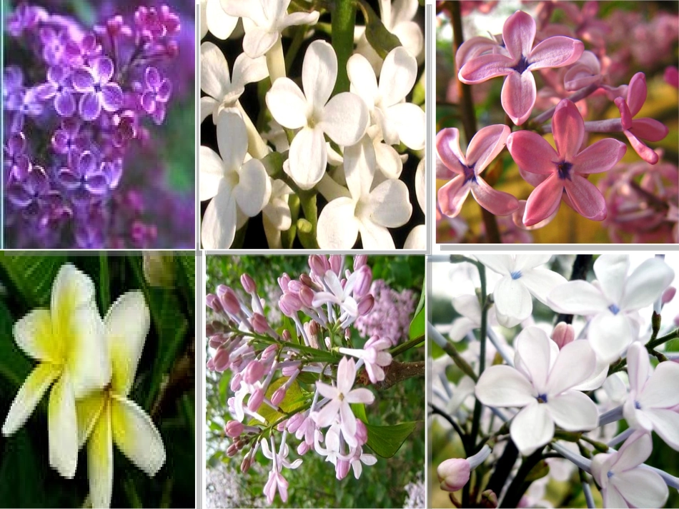 寻找幸运花瓣_第2页