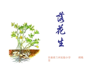 《落花生》新