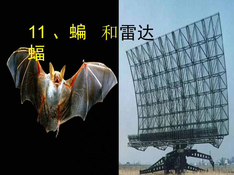 蝙蝠和雷达第二课时_第1页