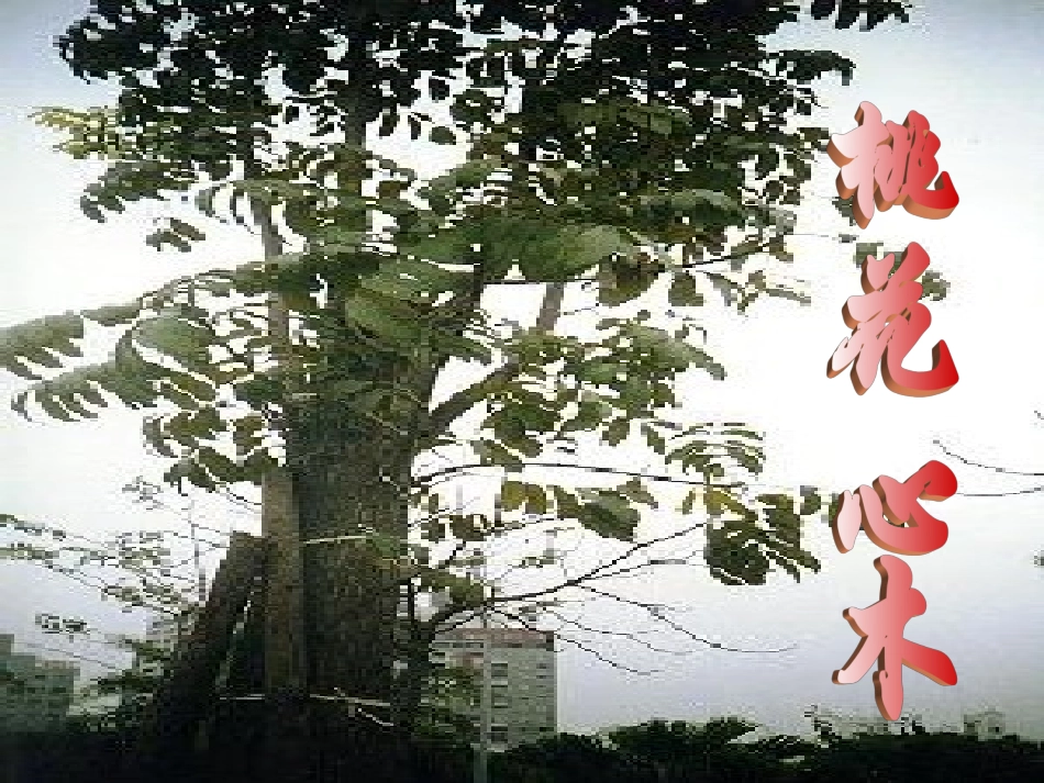 《桃花心木》课件 (2)_第2页