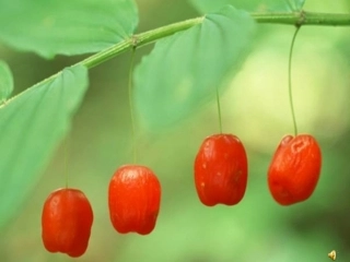 兰州22中学王学兵行道树