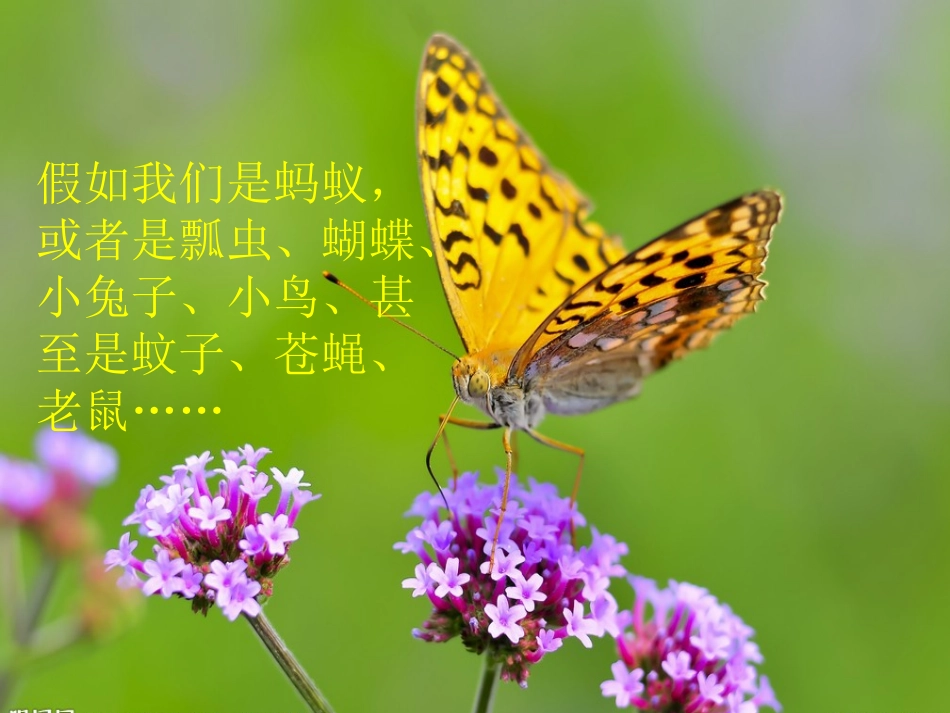 假如我们是_大象版小学科学四年级下册_第2页