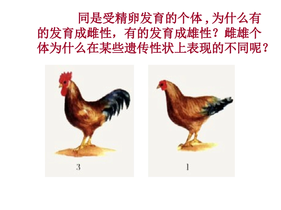 伴性遗传(公开课)(1)_第3页