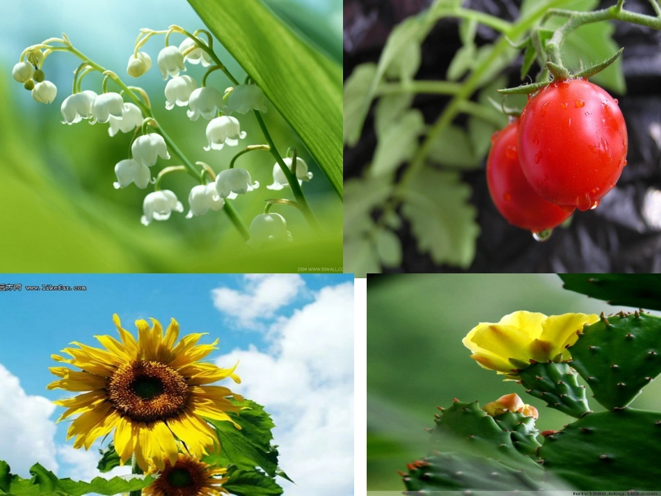 《----的自述》状物篇作文教案_第3页