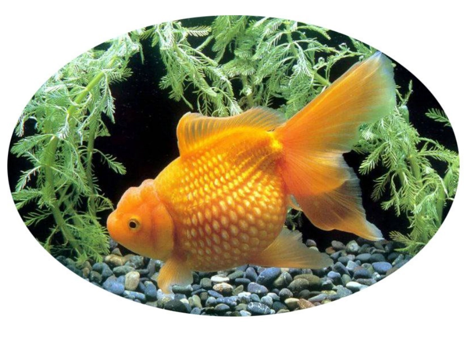 《装饰色彩之色彩对比》课件_第2页