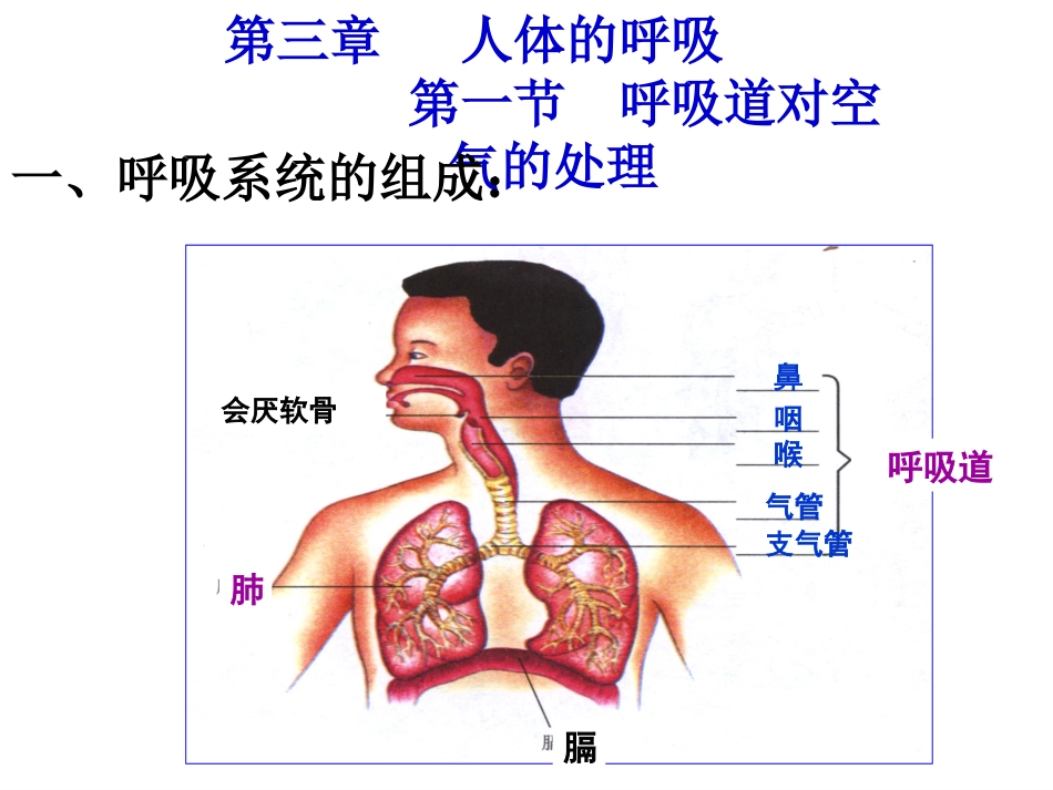 七年级生物下册第三章测试题_第1页