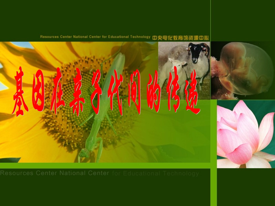 基因在亲子代间的传递课件_第3页