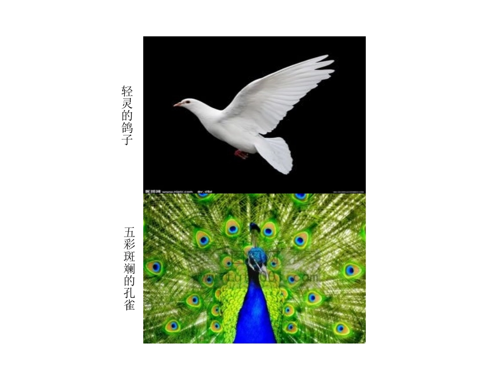 飞向蓝天的恐龙 (3)_第3页