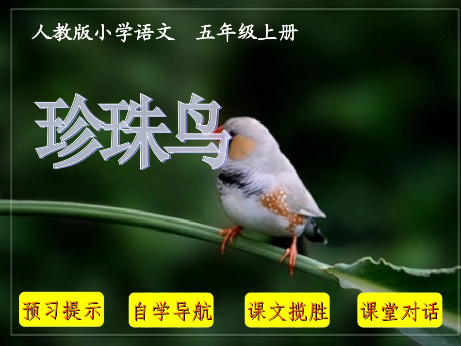 珍珠鸟语文教学课件_第1页