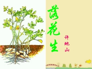 《落花生》参考课件