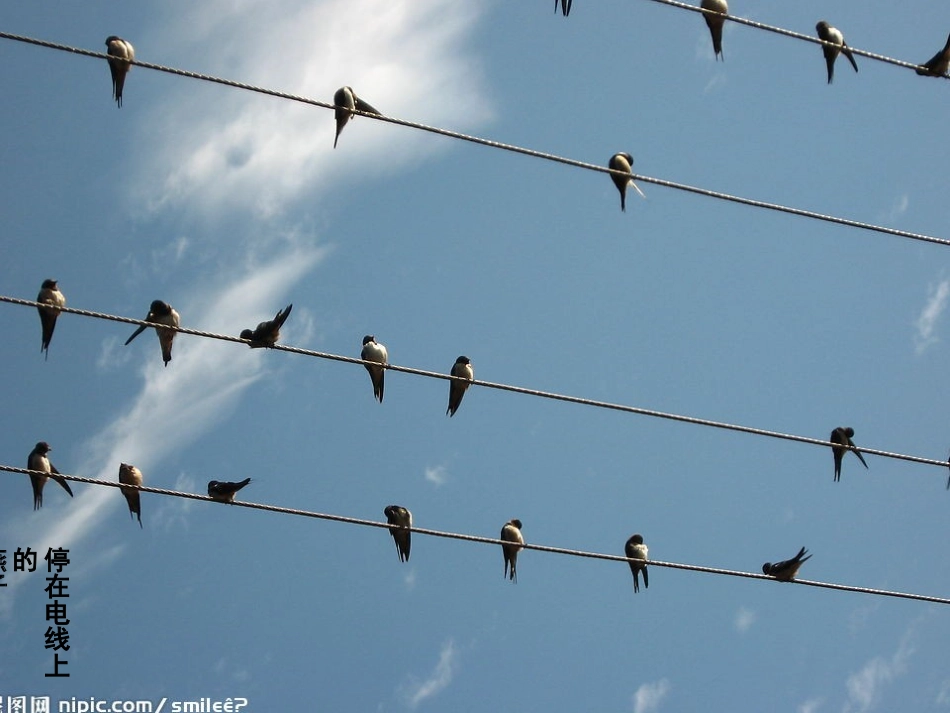 燕子PPT课件_第3页