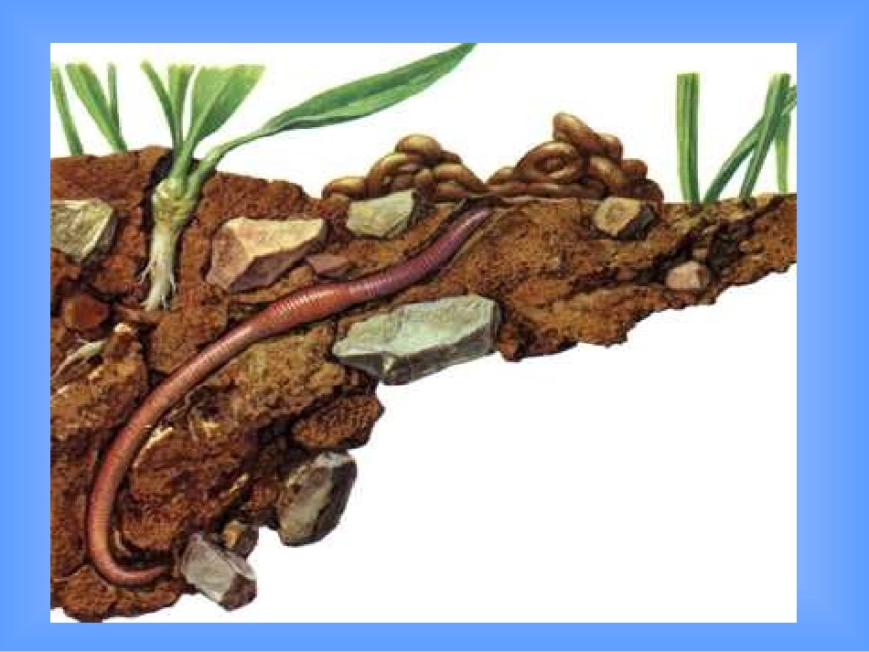 初二生物课件_第3页