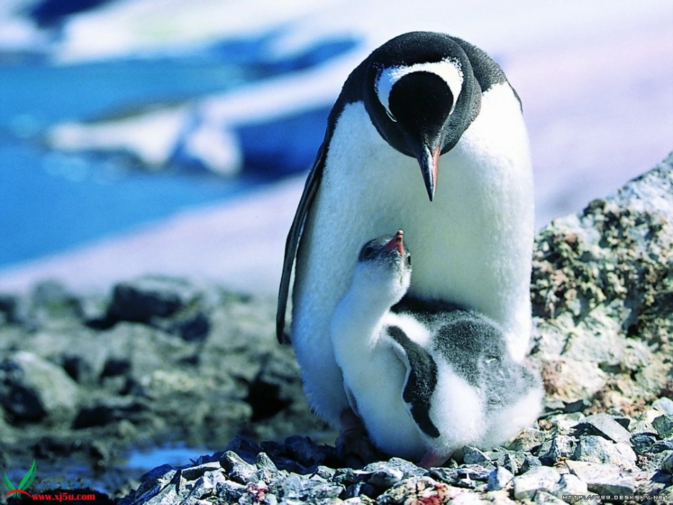 (北师大版)一年级数学上册课件_可爱的企鹅_2_第2页