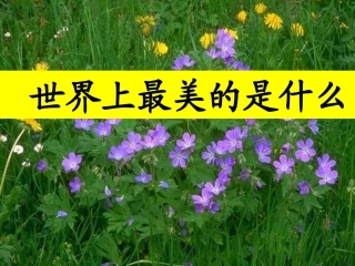 世界上最美的是什么PPT课件