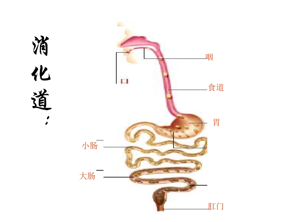 七年级生物消化和吸收_第3页