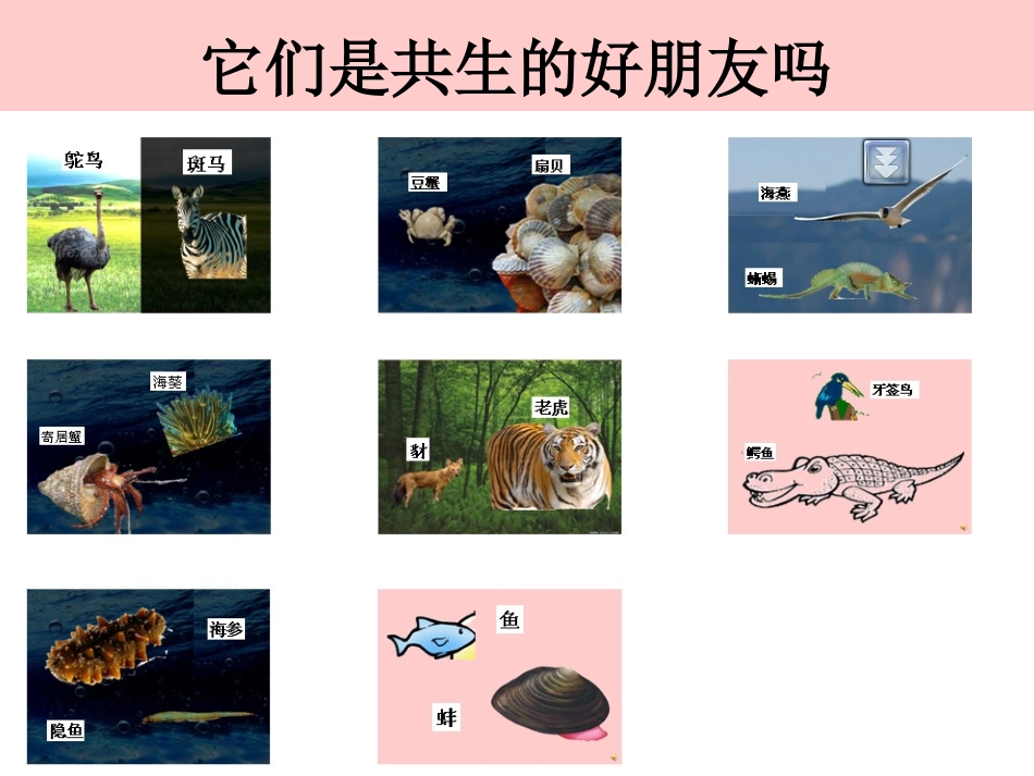 《共生动物》__大班主题：动物大世界_夏叡真_第2页