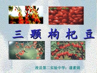 《三颗枸杞豆》课件 (2)