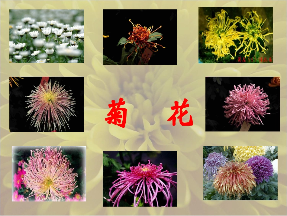 《菊花》教学课件_第2页