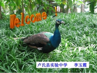 八英Unit4Topic1SectionA课件
