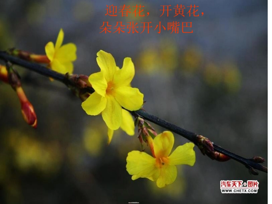 小班语言：迎春花_第1页