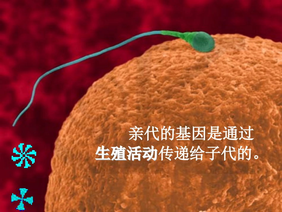新人教版八年级生物722基因在亲子代间的传递课件_第2页