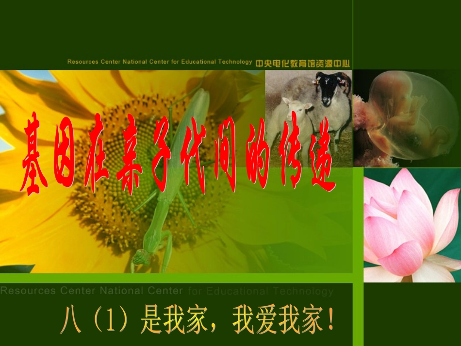 新人教版八年级生物722基因在亲子代间的传递课件_第3页