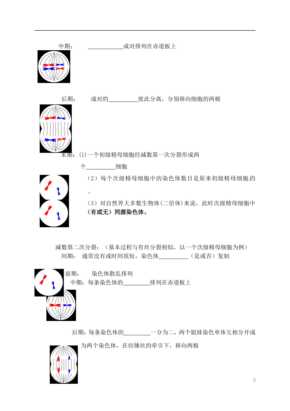 高中生物 2.1 减数分裂学案 新人教版必修2-新人教版高一必修2生物学案_第2页
