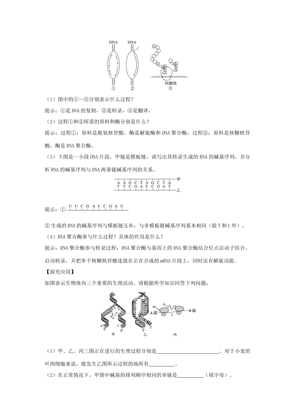 高中生物 第4章 基因的表达 第1节 第2课时 DNA复制、转录、翻译的比较及相关计算学案 新人教版必修2-新人教版高一必修2生物学案_第3页