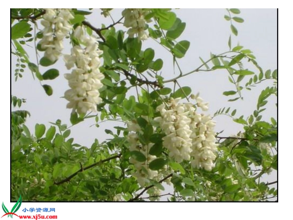 《槐乡的孩子》PPT课件 (2)_第1页