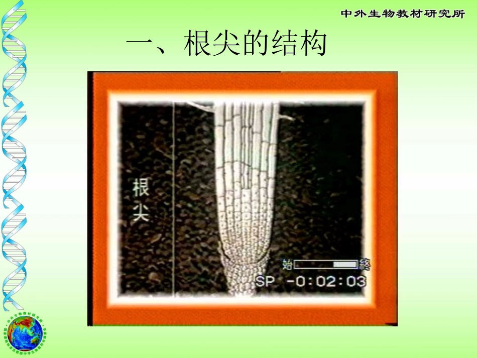 植物根的生长 (3)_第2页