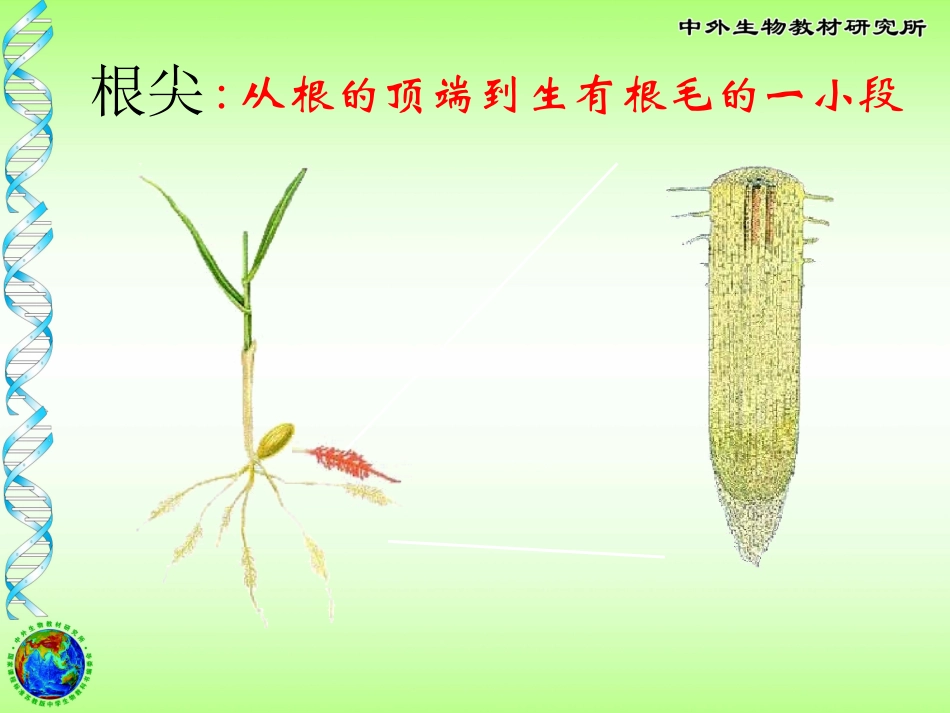 植物根的生长 (3)_第3页