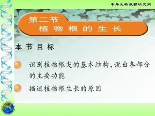 植物根的生长 (3)