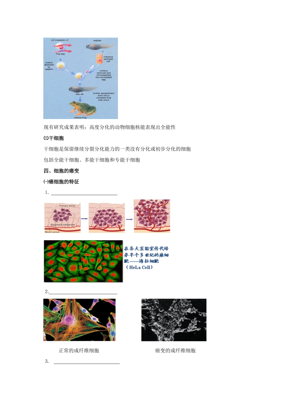 高考生物专题复习 2细胞的分化、衰老、癌变和凋亡学案-人教版高三全册生物学案_第2页