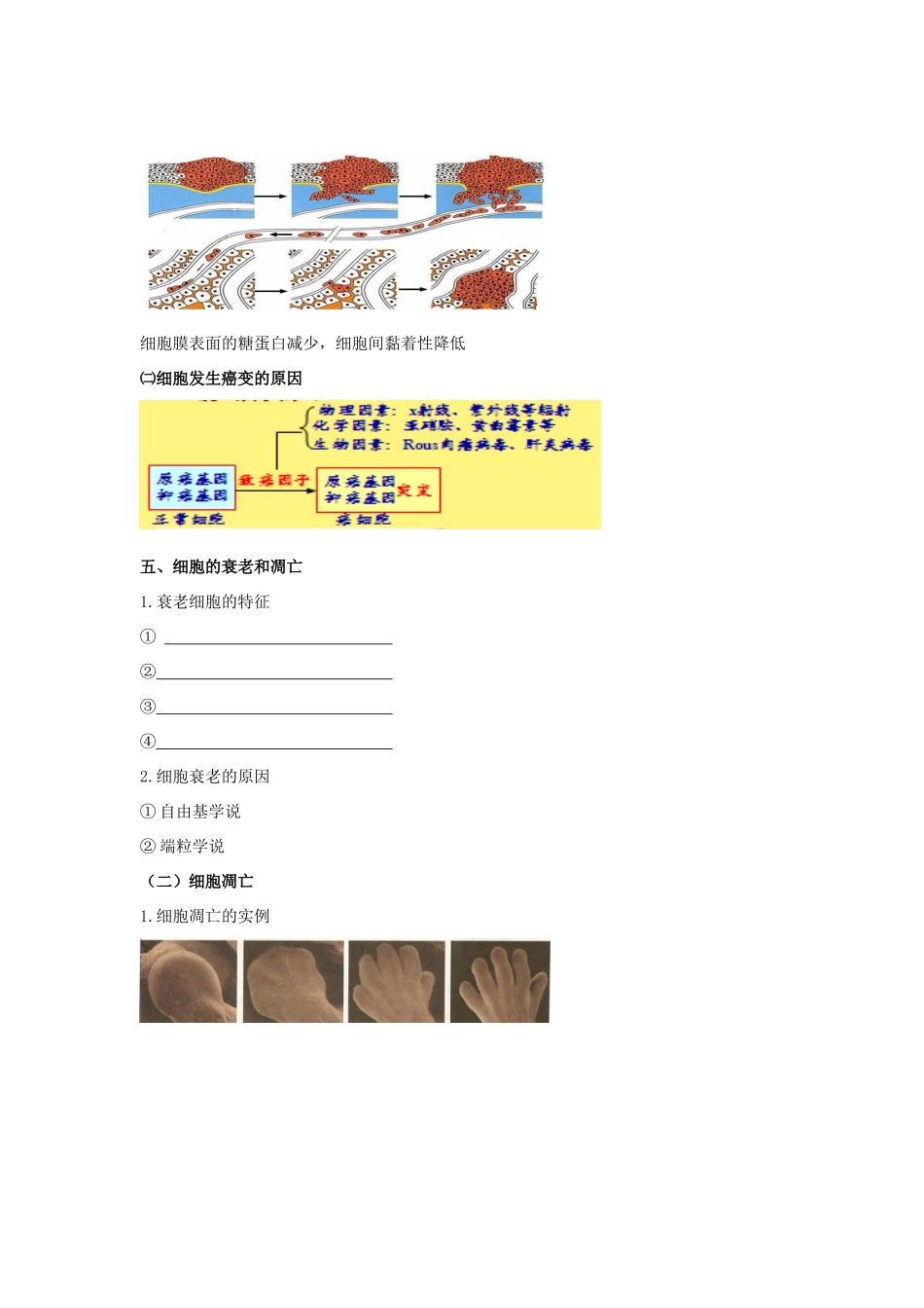 高考生物专题复习 2细胞的分化、衰老、癌变和凋亡学案-人教版高三全册生物学案_第3页