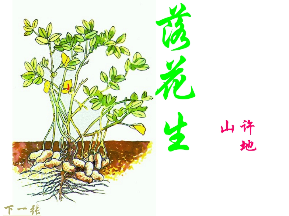 落花生 (3)_第1页