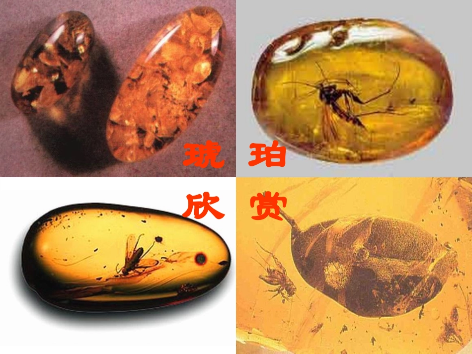 《琥珀》课件 (2)_第3页